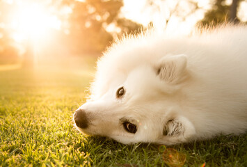 A Japanese Spitz during sunset