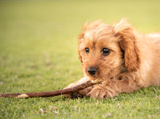 A Cavoodle puppy with a stick