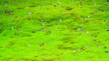 緑色の苔の絨毯と落ち葉