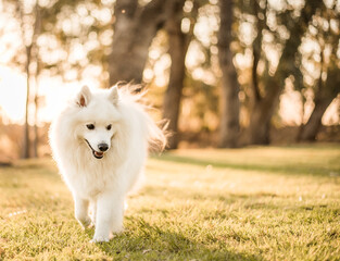 A Japanese Spitz during sunset