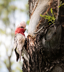 A pink and grey Cockatoo on a tree