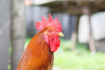 beautiful big rooster