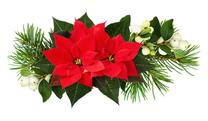 Christmas arrangement with red poinsettia flowers, snowberries and pine twigs isolated on white - obrazy, fototapety, plakaty