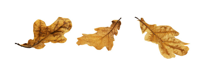 Naklejka premium Autumn oak leaves