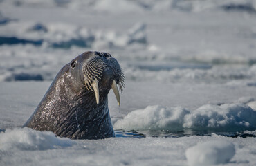 Baby Walrus 