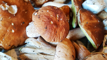 fresh mushrooms collected in the forest