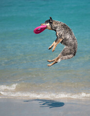 A blue heeler catching a frisbee in midair at the beach