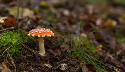 Amanita muscaria mushroom with red and white dots