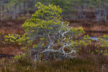 Swamp lake with islands in misty morning