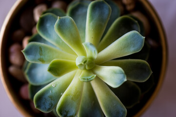close up image of green succulent plan in little planter pot
