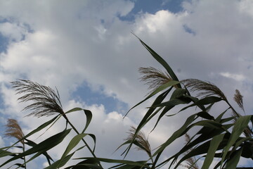 grass and sky