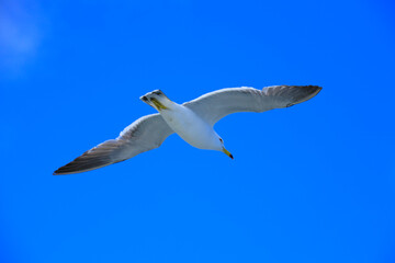 Obraz premium ウミネコ