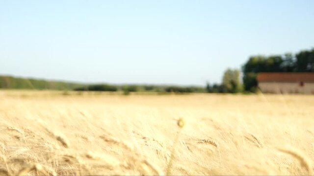 Champs de blé au vent