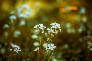 Makro kwiaty na łące. © nieznajomska