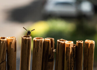 Wasp Bamboo (Wespe auf Bambus)