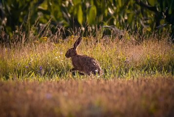 Rabbit, Hare (Feldhase)