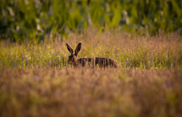 Rabbit, Hare (Feldhase)