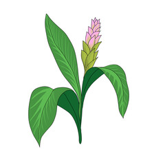 vector drawing turmeric plant