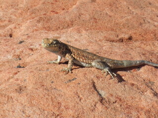 lizard on orange rock in Arizona