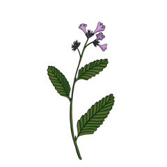 vector drawing thickleaf yerba santa