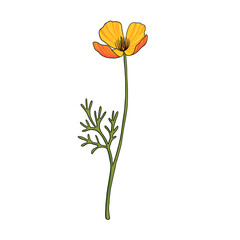 vector drawing californian poppy