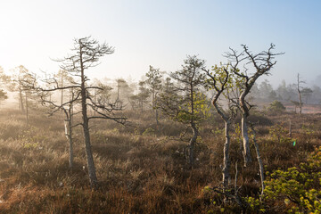 Misty morning in the swamp lake