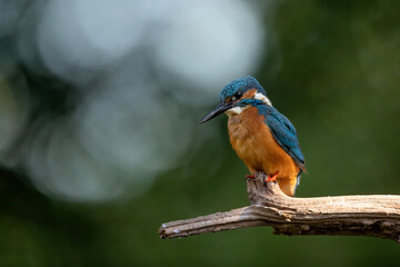 Common European Kingfisher (Alcedo atthis) sitting on a branch above a pool in the forest in the Netherlands