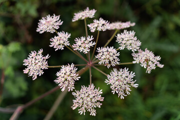 Cow Parsnip ( Heracleum sphondylium) growing near a lake in West Sussex