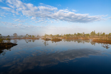  Swamp lake with pine trees in sunny summer day 