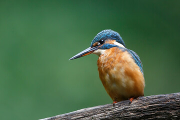 Common European Kingfisher (Alcedo atthis) sitting on a branch above a pool in the forest in the Netherlands