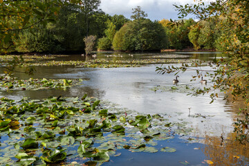 Canada Geese (Branta canadensis) swimming in the sunshine at a lake in Sussex