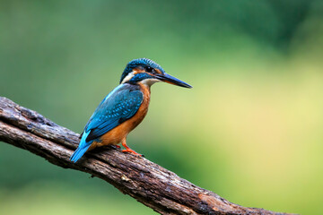 Common European Kingfisher (Alcedo atthis) sitting on a branch above a pool in the forest in the Netherlands