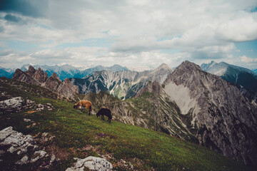 Obraz premium Schafe auf dem Berg
