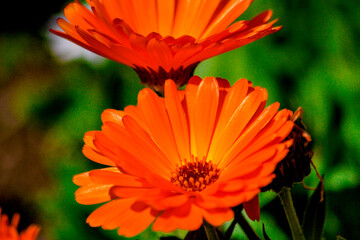 orange gerber daisy