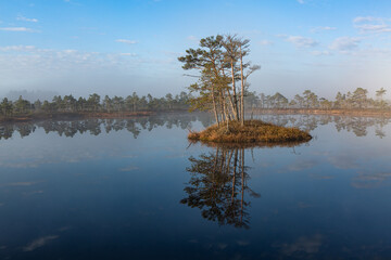  Swamp lake with pine trees in sunny summer day 