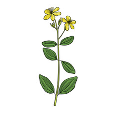 vector drawing St. John's wort