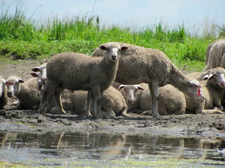 Flock of sheep and lambs on the river bank