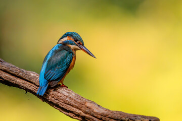 Common European Kingfisher (Alcedo atthis) sitting on a branch above a pool in the forest in the Netherlands