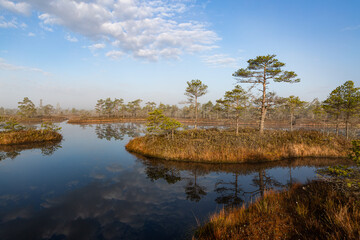Fototapeta premium Swamp lake with islands in sunny days