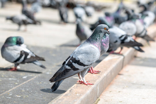 The pigeon (Columbidae) is standing on the floor in the street. In English, the smaller species tend to be called doves and the larger ones pigeons. Doves and pigeons build relatively flimsy nests.