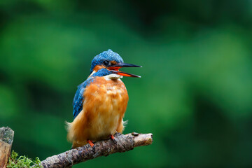 Common European Kingfisher (Alcedo atthis) sitting on a branch above a pool in the forest in the Netherlands