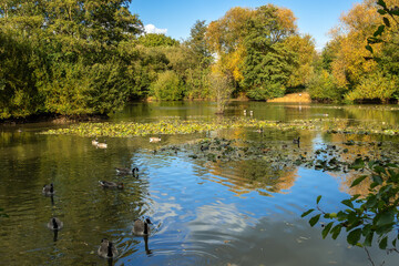 Fototapeta na wymiar Canada Geese (Branta canadensis) swimming in the sunshine at a lake in Sussex
