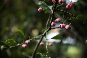 red berries on a branch