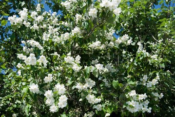 jasmine bush