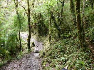 Der Podocarpus-Nationalpark (spanisch: Parque Nacional Podocarpus) ist ein bedeutender Nationalpark im Südosten Ecuadors. Gründung 1982. Fläche 1462,80 km2