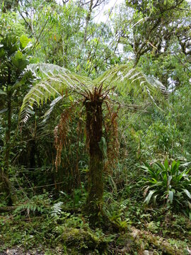 Der Podocarpus-Nationalpark (spanisch: Parque Nacional Podocarpus) ist ein bedeutender Nationalpark im S&uuml;dosten Ecuadors. Gr&uuml;ndung 1982. Fl&auml;che 1462,80 km2