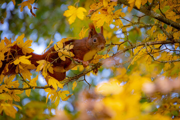 autumn leaves in a tree