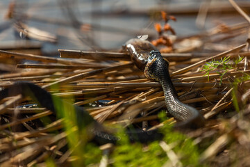 Grass snake on the shore of the lake with a fish in his mouth