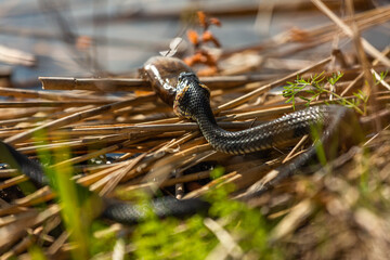 Grass snake on the shore of the lake with a fish in his mouth