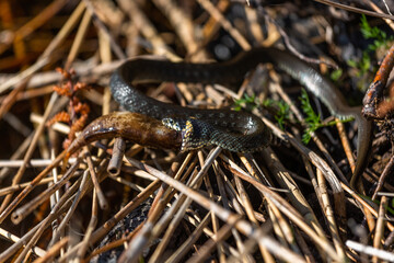 Grass snake on the shore of the lake with a fish in his mouth
